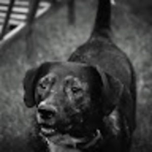 Meet your Posher, Rae